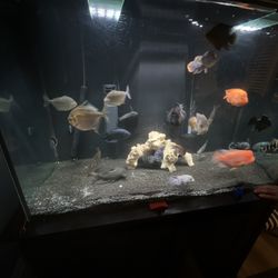 Anyone have FREE FISH