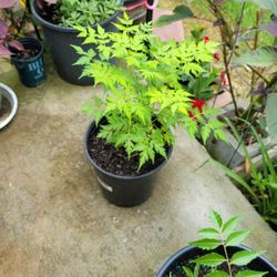 Plant For Sale. 