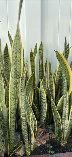 Large Sansevieria Snake Plant