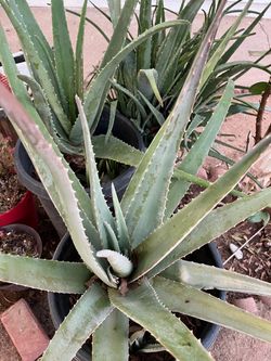 Aloe Vera Plants And More