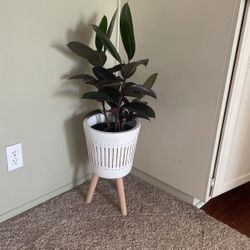 Plant And Planter