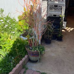 Euphorbia Tirucalli Or Fire sticks in Big Pot Mixed 