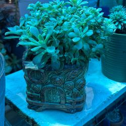 Suculenta Bonita Y Saludable 