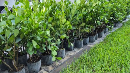 Clusias Plants 4 feet Tall. Instant privacy