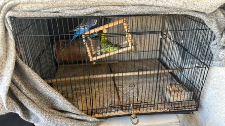 Toy birds