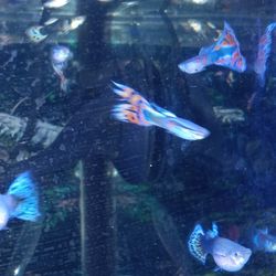Aquatics 