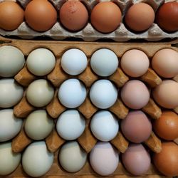 Farm Fresh Eggs