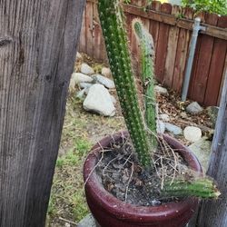 Succulent Catus Plants