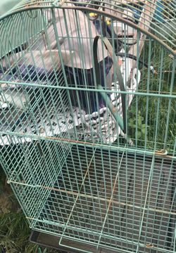 Bird Cage