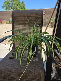 Spider Plant