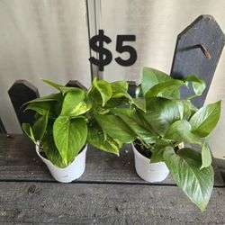 Pothos Plants 