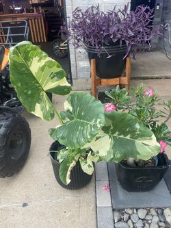 Variegated Elephant Ear RARE