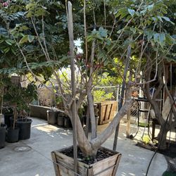 Longan Tree - Mother Tree