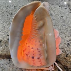 Nice Large ‘CONCH SEASHELL LIGHT’ - As New!