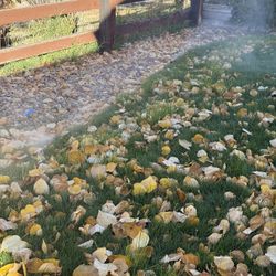 Sprinkler System Blow Out 