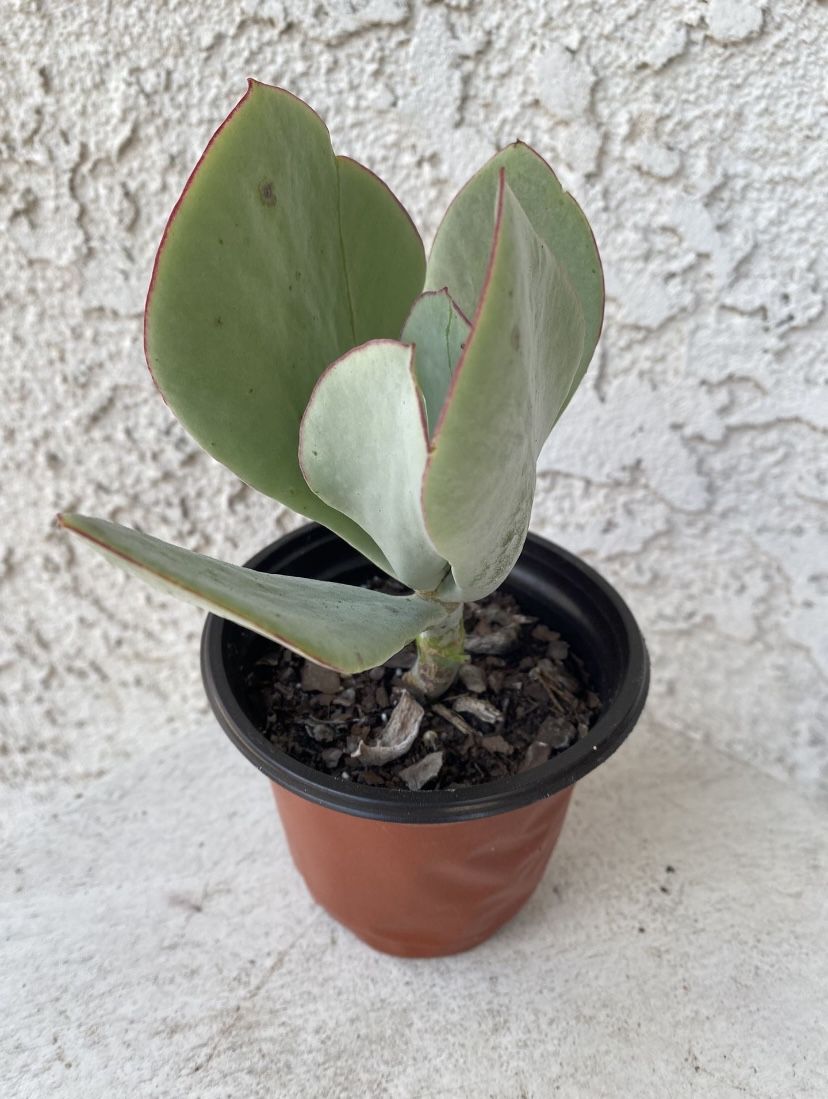 4 Inch Pot Succulent Plant - Silver Pig’s Ear Cotyledon Orbiculata - White Lady - Rooted & Established - 🪴- Drought Resistant  
