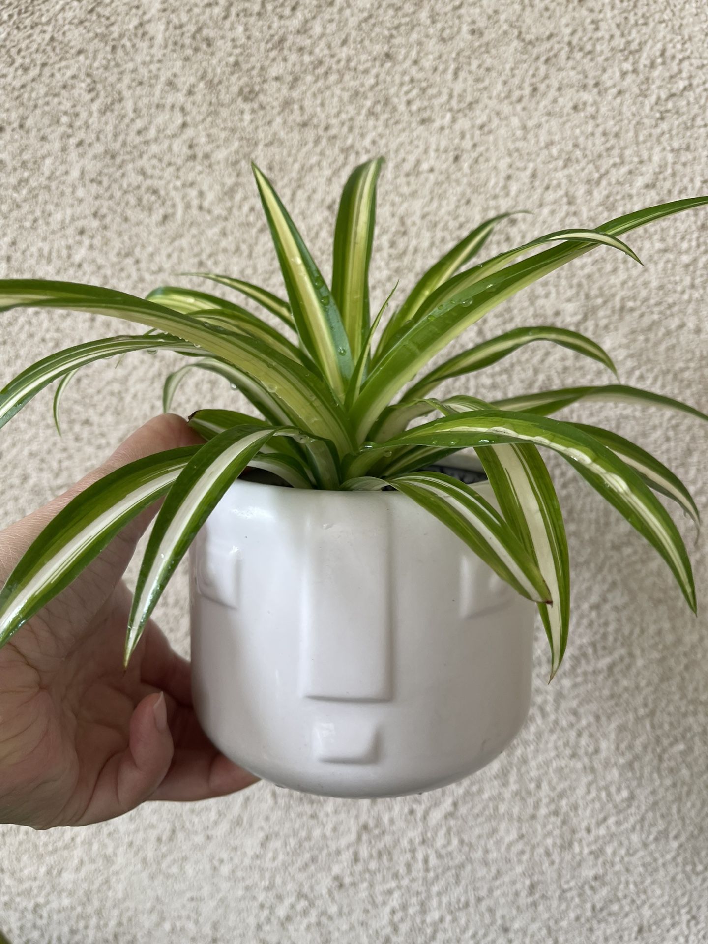 Beautiful Variegated Spider Plant With Cute Pot