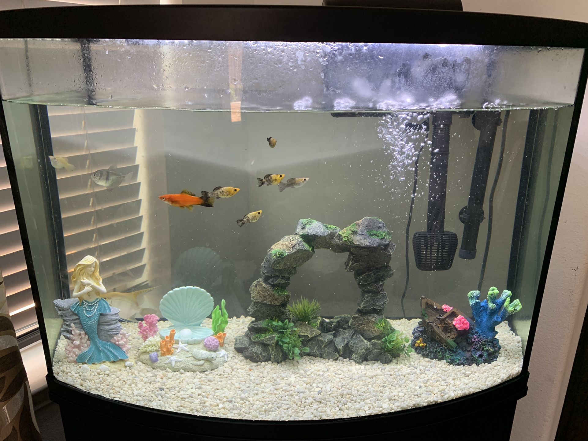 36 Gallons Curved Glass Fish Aquarium For Sale With Filter and Heater $175