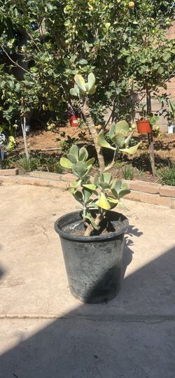 Cotyledon Pigs ear succulent.