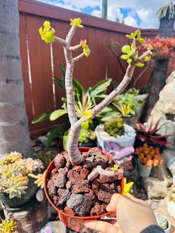 Jade plant