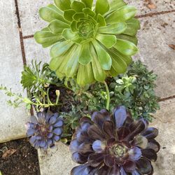 Variety Of Succulents In A Barrel Pot