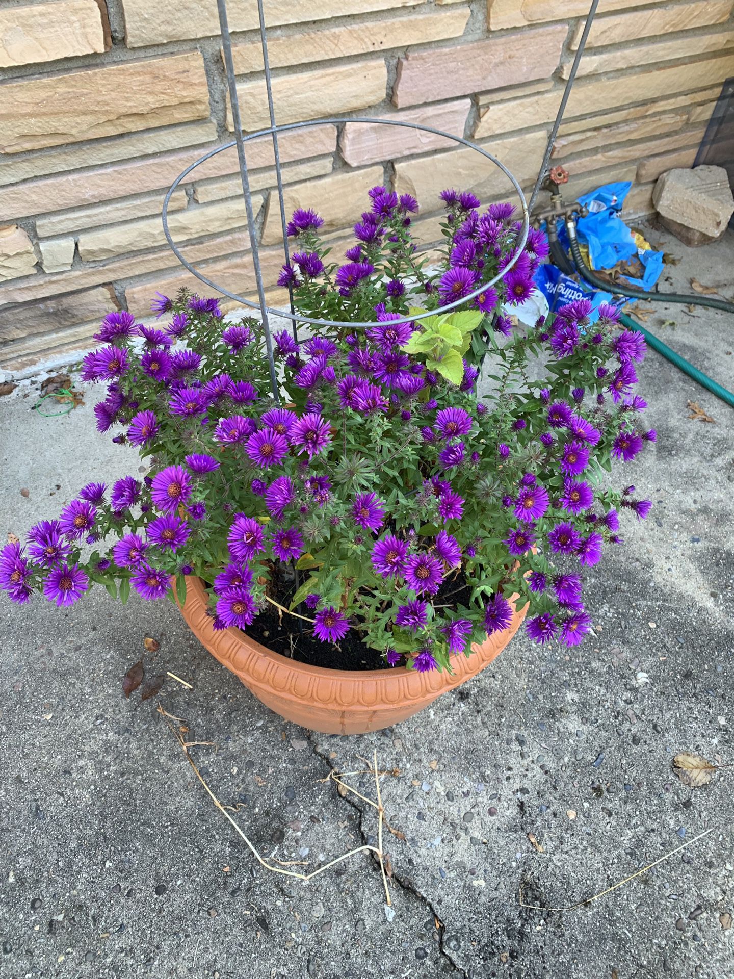 Outdoor plant