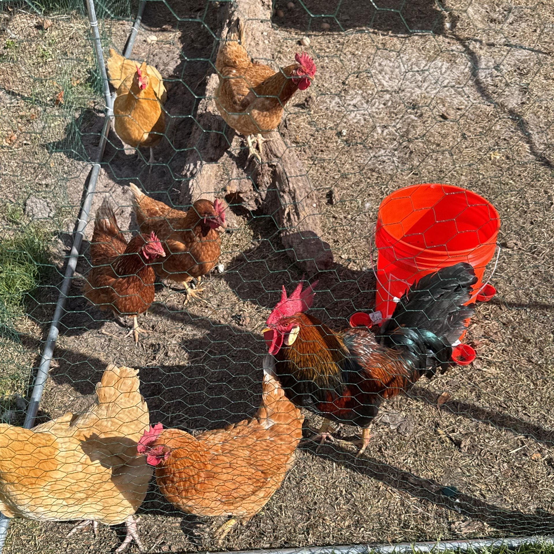 Fresh Eggs