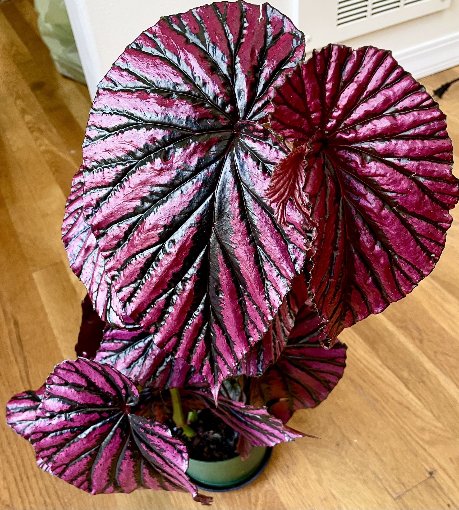 Rare Begonia Brevirimosa ‘Exotica’ in 6in. Hanging Pot / Free Delivery Available 