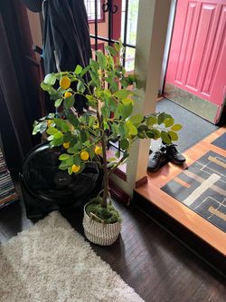 Lemon tree (decorative not real)