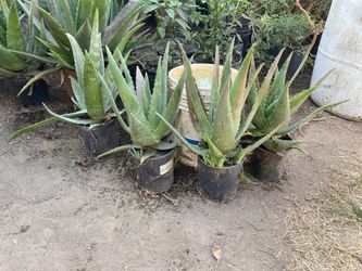 Aloe/ Savila