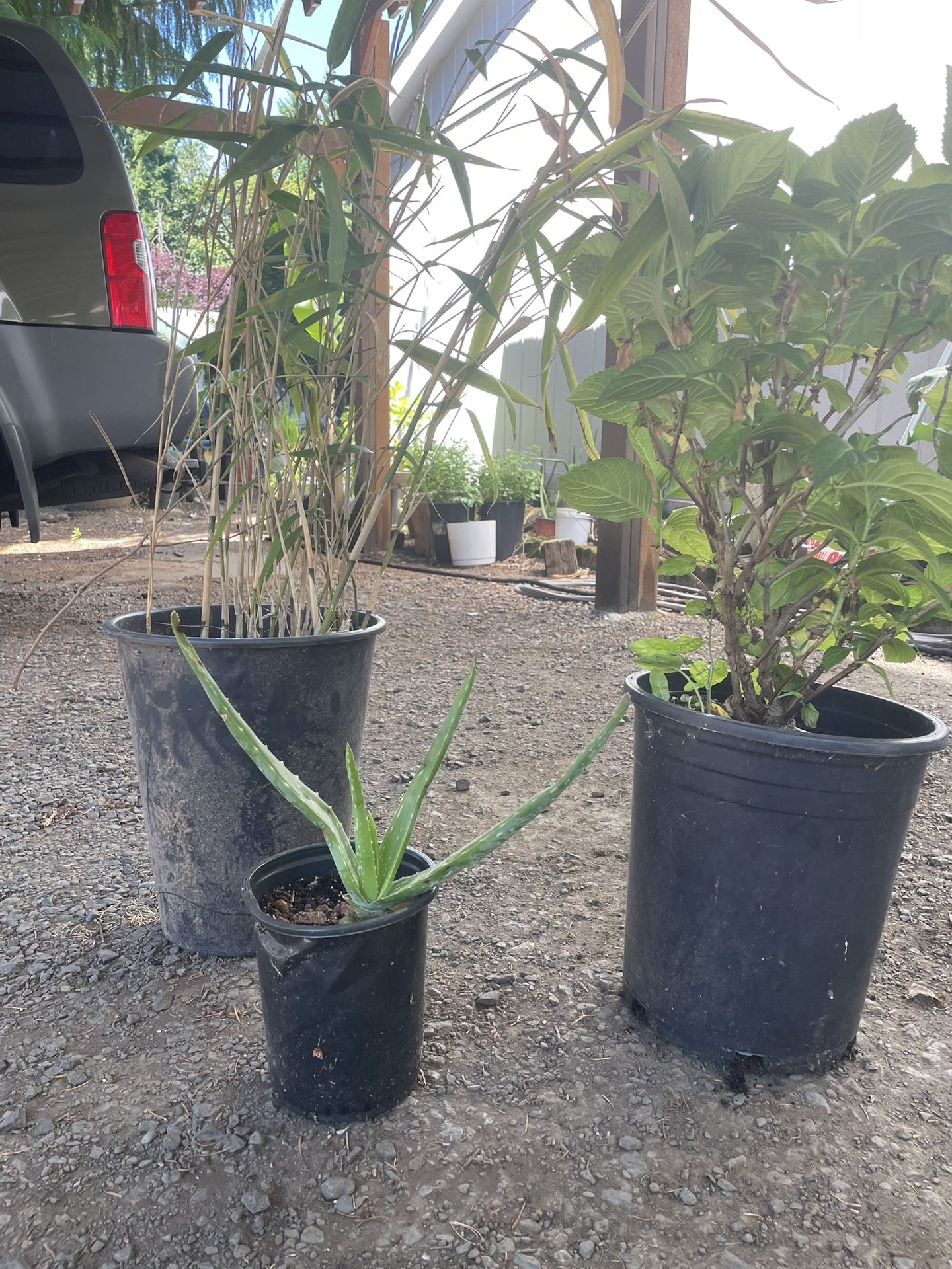 Plants For Sale