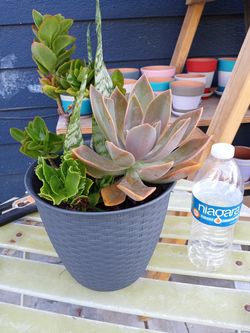 Plants