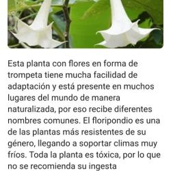 plantas de trompetas de Angel 