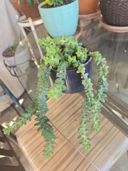 Donkey tail succulent