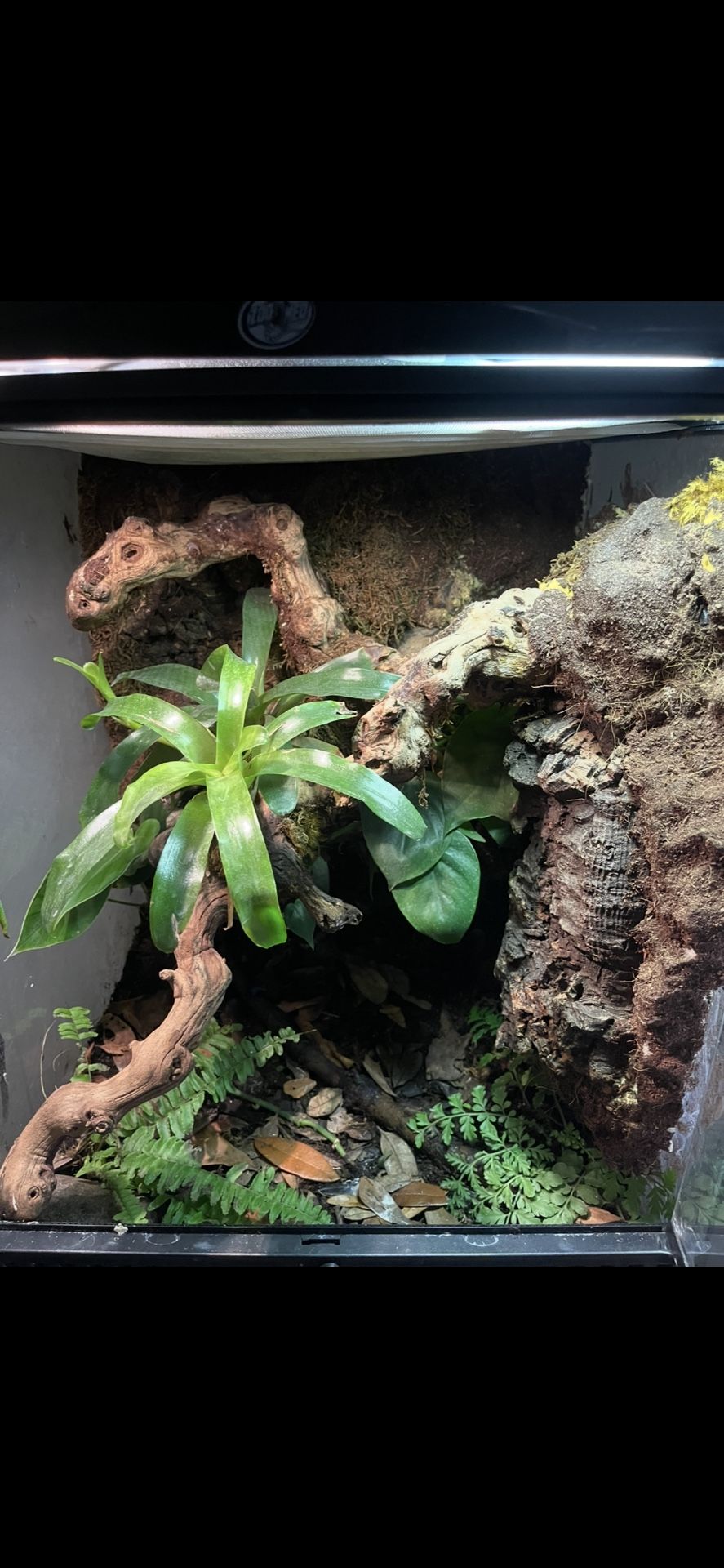 18x18x36 Reptile Enclosure