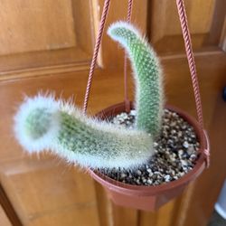 Monkey tail cactus