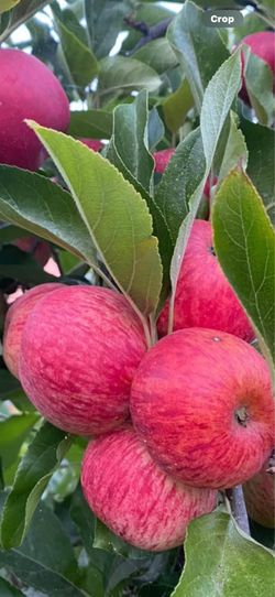 Red Apple