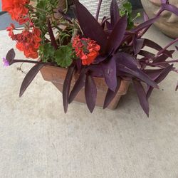 12$ Firm Terracotta Pot With 3 Different Plant