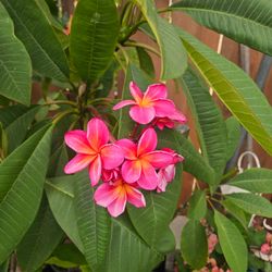 Plumeria Plant