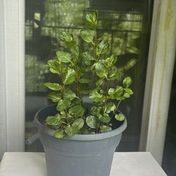 Mint