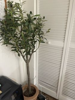 Olive tree