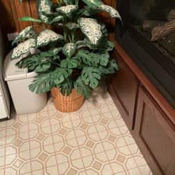 Greenery Plant In A Basket