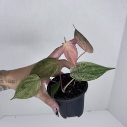 Philodendron Pink Micans Mint Plant 