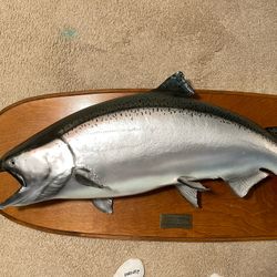 Salmon 