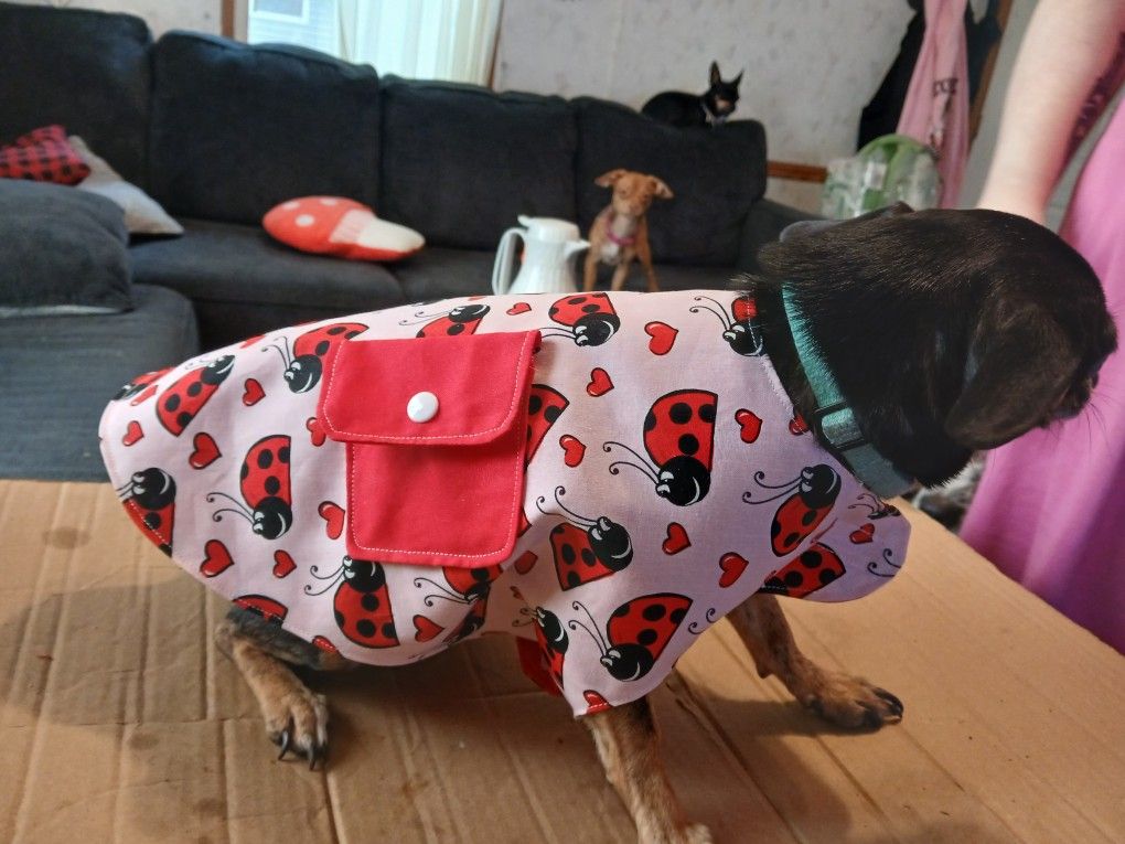 Just Done For Small Dog