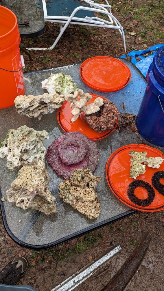 Liverock And Coral