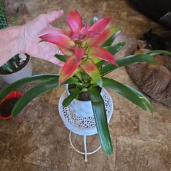 Gorgeous Bromeliad In  New 7in Ceramic Pot With Drainage 