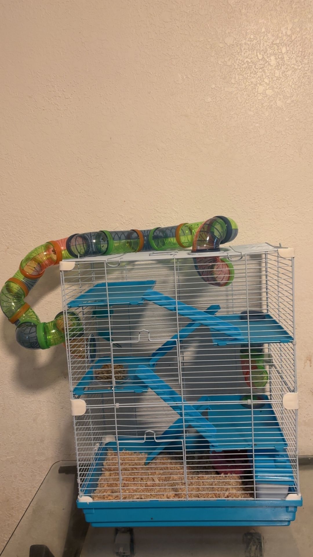 hamster
