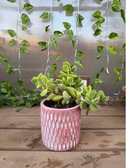 Bear Paw Succulent