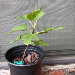 Olympian Fig